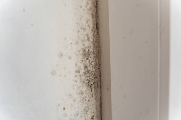 Best Environmental Consulting for Mold Prevention  in Monroe, WI